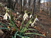 Monte Zucco ad anello ‘fiorito’ da S. Antonio via Sonzogno-26mar22 - FOTOGALLERY